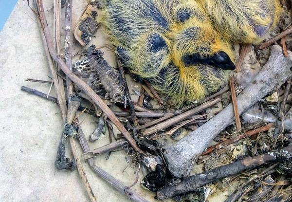 Five-day-old chicks of the Columba livia. Zaporizhzhia Region, Berdyansk by K. Chaikovska (Kate Chkv) is licensed under CC BY 4.0.